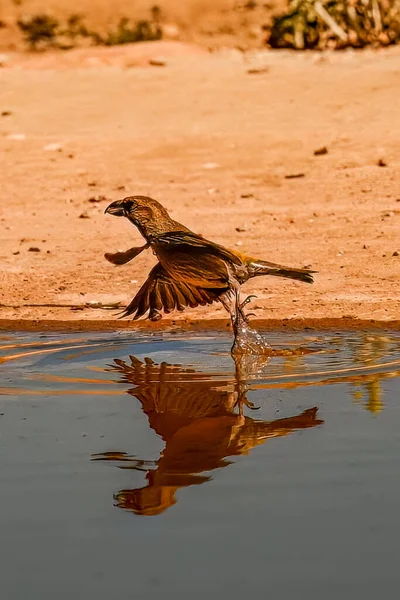 황금빛 반사되어 검은가슴물떼새 루하쿠 — 스톡 사진