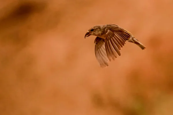 Crossbill Loxia Curvirostra Летающие Распростертыми Крыльями — стоковое фото