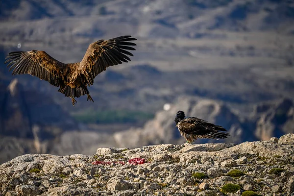 stock image Bearded vulture or Gypaetus barbatus, together with griffon vultures