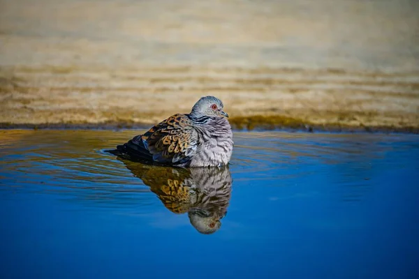 비둘기나 스테프 투르가 봄철에 목욕을 — 스톡 사진