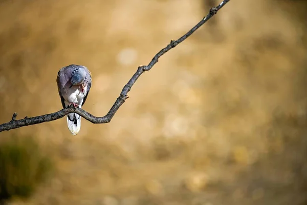 나뭇가지에 유럽의 비둘기나 스테프 — 스톡 사진