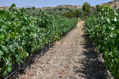 Organik üzüm bağlarında yetişen beyaz üzümler.