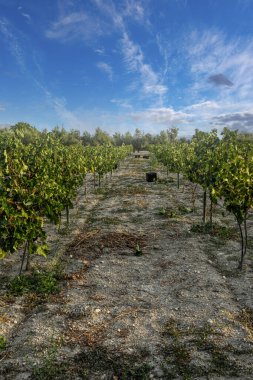 Organik üzüm bağlarında yetişen beyaz üzümler.