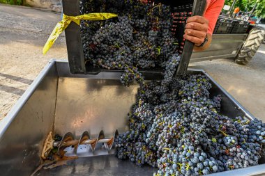 Şarap kadehi, kırmızı üzümlerle dolu.