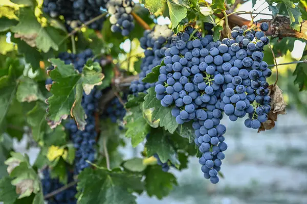Bunch Purple Grapes Vineyard Autumn Wine Growing Area — Stock Photo, Image