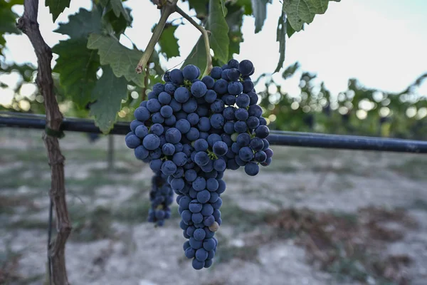 Lila Trauben Einem Weinberg Herbst Weinanbaugebiet — Stockfoto