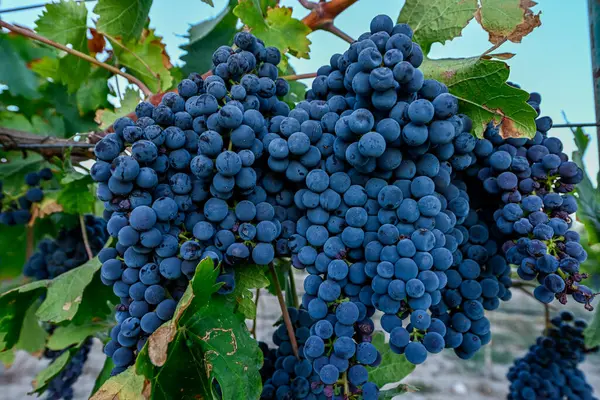 Bunch Purple Grapes Vineyard Autumn Wine Growing Area — Stock Photo, Image