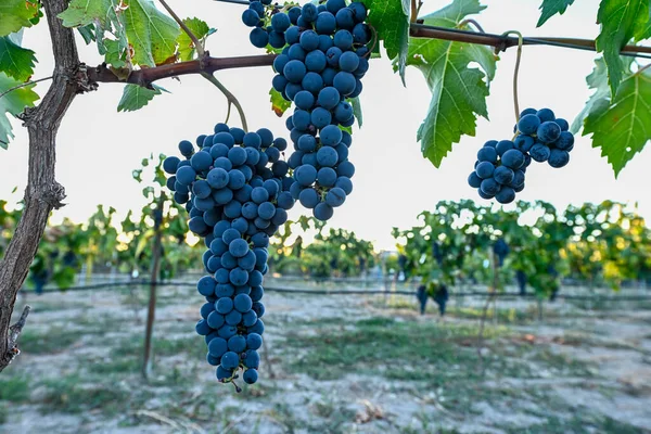 Bunch Purple Grapes Vineyard Wine Growing Area — стоковое фото