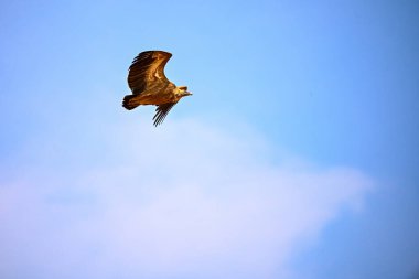 Griffon Vulture veya Gyps fulvus uçuşta