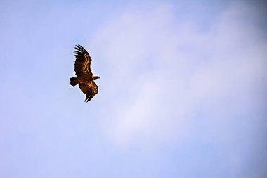 Griffon Vulture veya Gyps fulvus uçuşta