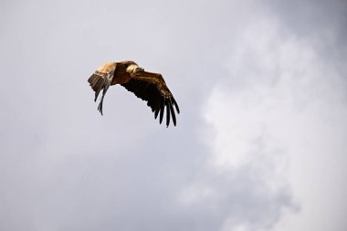 Griffon Vulture veya Gyps fulvus uçuşta