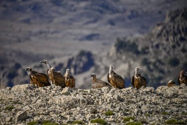 Griffon akbabaları ya da Gyps fulvus dağa tünemiş