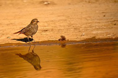 Siyah Kızılay ya da Fenikus ochruros, kaynak suyuna yansıyor