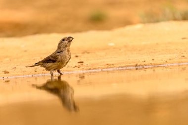 Crossbill ya da Loxia curvirostra, altın bir pınara yansıyor