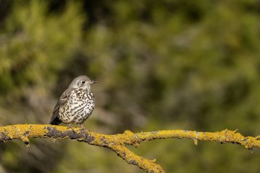 Ortak Thrush ya da Turdus viscivorus, bir dal üzerine tünemiş