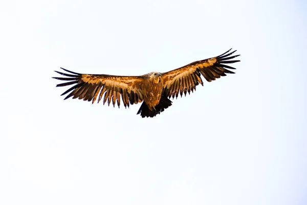 Griffon Vulture Gyps Fulvus Tijdens Vlucht — Stockfoto