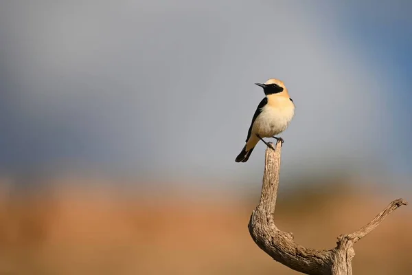 Black-throated Wheatear or Oenanthe oenanthe, perched on a twig