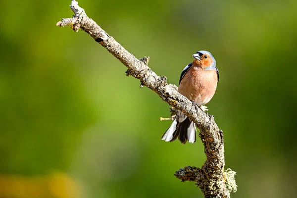 Fringilla Coelebs, Fringillidae familyasının gelip geçen kuşu.