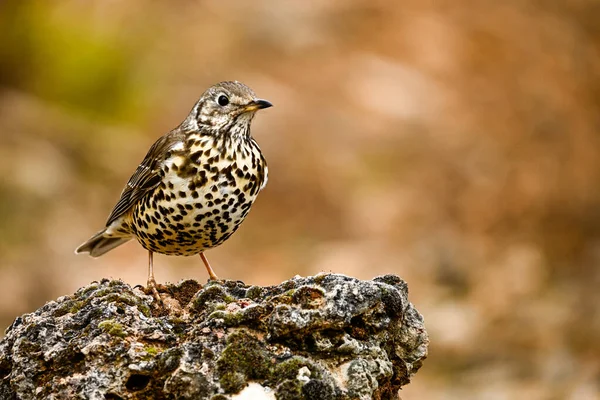 Yaygın Thrush ya da Turdus viscivorus, bir kayanın üzerine tünemiş