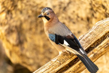 Sıradan Jay ya da Garrulus Glandarius, Corvid ailesinin yolcusu.
