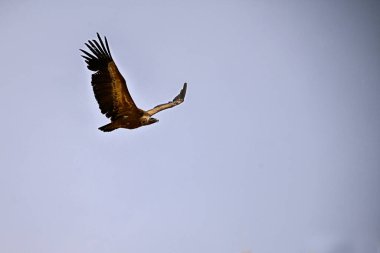 Griffon Vulture veya Gyps fulvus uçuşta