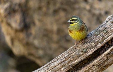 Sıradan Bunting, ya da Emberiza Cirlus, devrilmiş bir ağaç gövdesine tünemiş.
