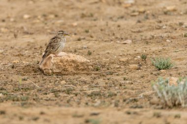 Whooping Sparrow ya da Petronia Petronia, Passeridae familyasından geçen bir kuş.