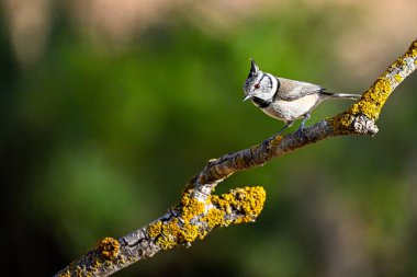 Hooded Tit or Lophophanes cristatus, perched on a twig