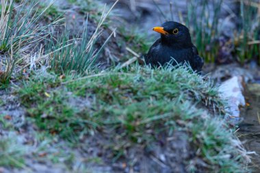 Karatavuk ya da Turdus merula, Turdidae familyasının gelip geçen kuşu.