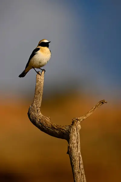 Black-throated Wheatear or Oenanthe oenanthe, perched on a twig