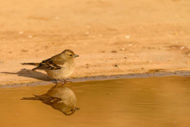 Fringilla Coelebs, Fringillidae familyasının gelip geçen kuşu.