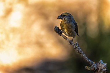 Crossbill veya Loxia curvirostra, bir dal üzerine tünemiş