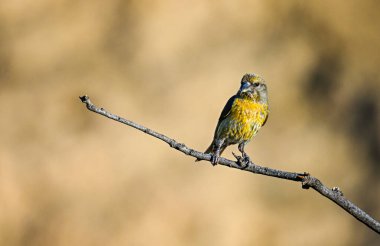Crossbill veya Loxia curvirostra, bir dal üzerine tünemiş