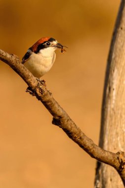 Kuru bir dal üzerinde duran, Lanius senatörü ya da sıradan bir örümcekkuşu..