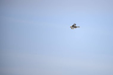 Griffon Vulture veya Gyps fulvus uçuşta