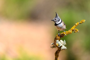 Hooded Tit or Lophophanes cristatus, perched on a twig