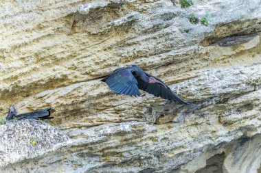 Threskiornithidae familyasından Kel Ibis veya Geronticus eremita, pelekaniform bir kuş.