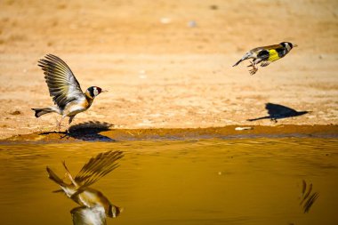 Altın gölete yansıyan ispinoz ya da Carduelis carduelis