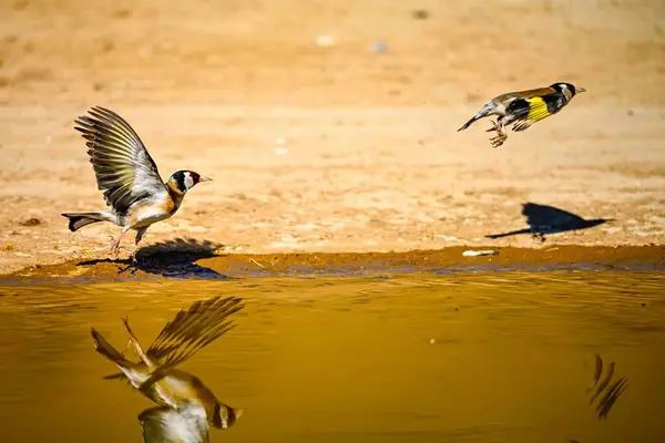 Altın gölete yansıyan ispinoz ya da Carduelis carduelis