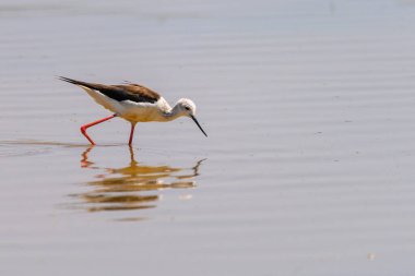 Common stilt or Himantopus himantopus, is a species of black-faced bird in the family Recurvirostridae