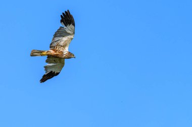 Western marsh harrier or Circus aeruginosus, of the Accipitridae family