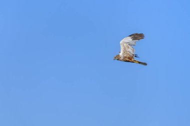 Western marsh harrier or Circus aeruginosus, of the Accipitridae family
