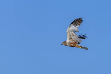 Western marsh harrier or Circus aeruginosus, of the Accipitridae family