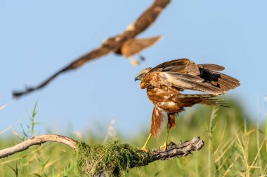 Western marsh harrier or Circus aeruginosus, of the Accipitridae family