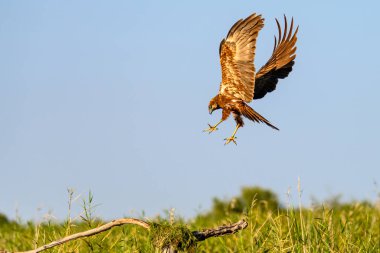 Western marsh harrier or Circus aeruginosus, of the Accipitridae family