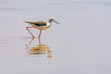 Common stilt or Himantopus himantopus, is a species of black-faced bird in the family Recurvirostridae