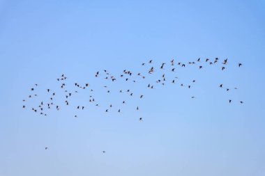 Common stilt or Himantopus himantopus, is a species of black-faced bird in the family Recurvirostridae