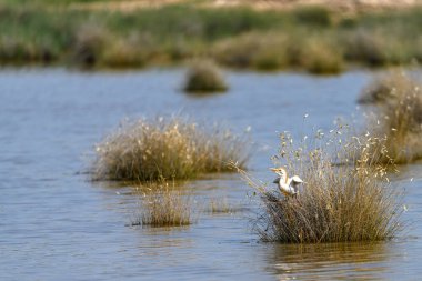 Crab-eating egret or Ardeola ralloides, is a species of pelecaniformes bird in the family Ardeidae