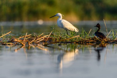 Little egret or Egretta garzetta, pelecaniformes bird of the family Ardeidae