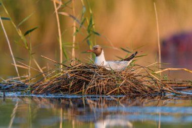 Black-headed Gull or Chroicocephalus ridibundus, nesting its eggs